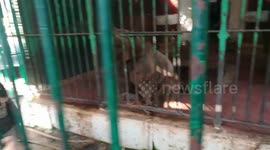 Hungry Hungry American Brown Bear Eats Raw Food