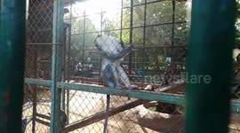 Grivet Monkey Plays In Zoo
