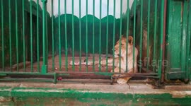 Female Lion Sitting Alone In Zoo