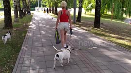 Funny dogs grabs a stick and watch what happens