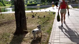 Russian Cute Dog Decide to Suddenly grab a stick in the middle of the park watch what happens