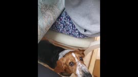 Hilarious talking Basset hound dog asking for roast lamb sounds like an extra from star wars so funny