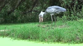 Endangered shoebill gathers nesting material in Uganda