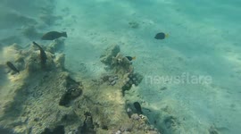 Snorkeling In Hilton Sharks