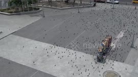Hundreds of pigeons flock San Salvador in search of food during COVID-19 lockdown
