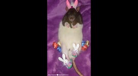 The Easter Bunny stopped by to drop some eggs on Frattie Mercury