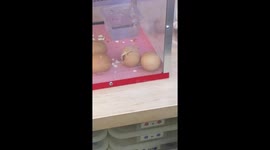 Amazing moment of chick hatching live from an egg!