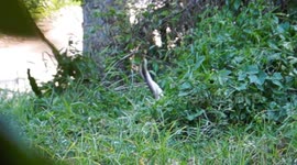 Amazing moment two 10ft long king cobras mated in pensioner's front yard