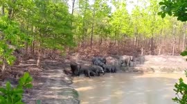 Amazing moment herd of wild elephants rejuvenate themselves in waterbody in eastern India