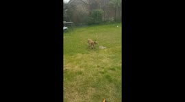 Cat chases foraging Fox out of garden