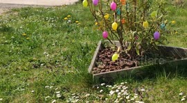 Garden on spring time