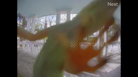 'Someone's at our front door!' Tiny lizard activates North Carolina doorbell camera