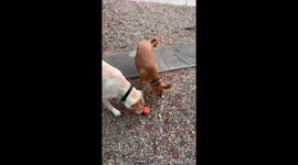 Los Angeles couple create Easter egg hunt for their excitable pooches