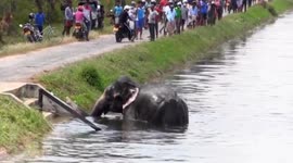 Villagers use makeshift rope ladder to rescue trapped elephant from canal in Sri Lanka
