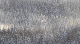 Snow blowing off trees in Swedish forest near the Arctic Circle