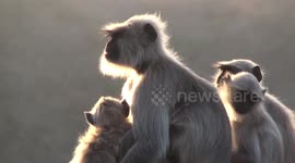 Sunbathing monkeys - back-lit langurs sit with friends at sunset enjoying the last of the day, Raj Bagh, Ranthambore, India.