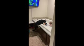 'I bathes too!' Puppy in Iowa wants to take a bath with two-year-old brother