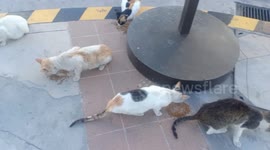 Kind neighbour feeds stray cats going hungry during COVID-19 lockdown in Manila