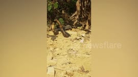 Two king cobras mating draws crowds of villagers in Laos