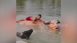 Boy lays on pet buffalo in pond in northern Thailand