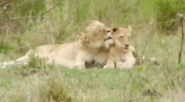 Playful love between lioness and her young cub