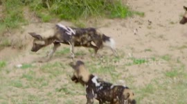 Pack of Wild Dogs going rogue