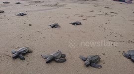 Endangered baby turtles released into wild to increase population in Indonesia