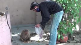Kind people provide food for starving animals during Indian lockdown