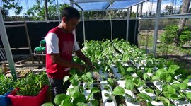 Newsflare Edit - Home Gardening for Foodstuffs Facing the Corona Virus Pandemic