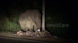 Hungry elephant tragically found eating plastic waste in Sri Lanka