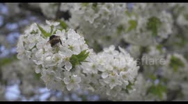 White Cherry Blossoms in an Orchard are visited by Bumble Bees