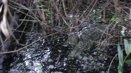 Dramatic moment locals capture wild crocodile that wandered through their village (15:50)