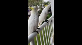 Cockatoos come flying right to your balcony on Daydream Island Resort, Whitsundays, Australia