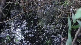 Dramatic moment locals capture wild crocodile that wandered through their village (3:37)