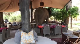 When you want to go for lunch and an Elephant stands in the Restaurant
