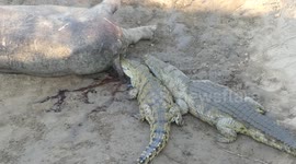 Crocodiles lurking around a dead hippo on South Luangwa River bank