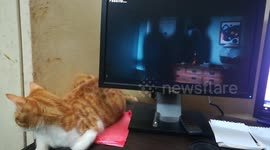 Kitty Likes To Accompany Owner While Watching TV