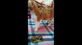 Kitty Spends Most Of Quarantine Time On Bed