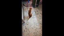 Kitty Wanted Owner Fishing Game