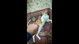 Owner Entertain Kitty At Night