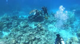 Fotosession and Swimming with a green sea turtle at the Great Barrier Reef