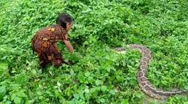Indonesian toddler Maharani still play with her python pet, one year after she became internet hit
