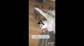 'Modern love story': Dog becomes instantly obsessed with new soft toy