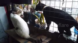 My cats almost have quiet a fight