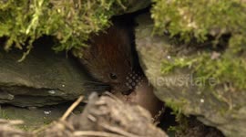 Mouse becomes adorable Easter Egg thief in small English village