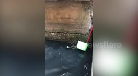 Drowning kitten rescued from dirty canal in Bangkok
