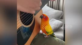 Musical pet parrot jams with owner playing guitar
