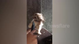 Shih tzu dog enjoys having his fur blown