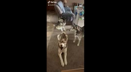 Mother's sneeze during lockdown sets off panic attack among baby and pet huskies