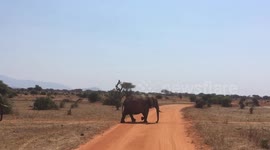 Elephants Crossing in Kenya